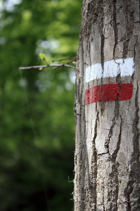 arbre GR20 Blandine Bousquet Coaching